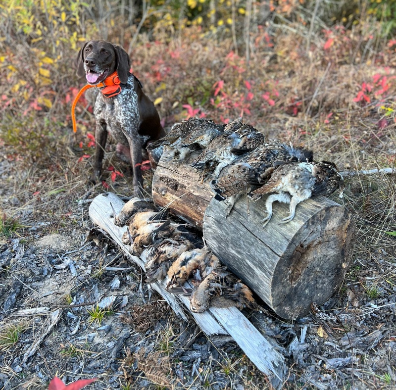 Woodcock and Grouse hunt result picture